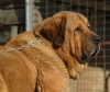Filename=01_Ron_de_Babia.jpg
Filesize=158KiB
Dimensions=811x689
Date added=%415 %20, %2009 01_Ron_de_Babia.jpg