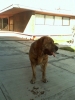 Filename=030410161139.jpg
Filesize=63KiB
Dimensions=480x640
Date added=%830 %06, %2010 030410161139.jpg