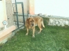 Filename=030510073942.jpg
Filesize=102KiB
Dimensions=640x480
Date added=%829 %06, %2010 030510073942.jpg