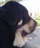 Filename=05052011906.jpg
Filesize=403KiB
Dimensions=1619x1973
Date added=%123 %06, %2012 05052011906.jpg