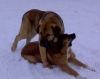 Filename=090208playing.jpg
Filesize=178KiB
Dimensions=1501x1198
Date added=%825 %14, %2008 090208playing.jpg