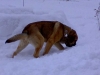 Filename=09022008snow.jpg
Filesize=17KiB
Dimensions=640x480
Date added=%822 %14, %2008 09022008snow.jpg