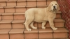 Filename=100_1359.JPG
Filesize=95KiB
Dimensions=1072x604
Date added=%835 %11, %2012 100_1359.JPG