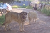Filename=100_3104.JPG
Filesize=45KiB
Dimensions=480x320
Date added=%530 %13, %2011 100_3104.JPG