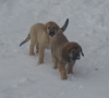 Filename=11_11_09_063.jpg
Filesize=108KiB
Dimensions=532x479
Date added=%602 %13, %2009 11_11_09_063.jpg