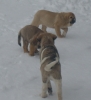 Filename=11_11_09_065.jpg
Filesize=114KiB
Dimensions=479x521
Date added=%602 %13, %2009 11_11_09_065.jpg