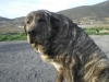 Filename=18~0.jpg
Filesize=132KiB
Dimensions=768x576
Date added=%872 %17, %2009 18~0.jpg