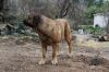 Filename=1~3.jpg
Filesize=155KiB
Dimensions=972x648
Date added=%296 %05, %2010 1~3.jpg