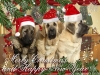 Filename=2011.jpg
Filesize=71KiB
Dimensions=500x375
Date added=%469 %30, %2010 2011.jpg
