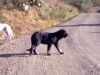 Filename=24092011252.jpg
Filesize=260KiB
Dimensions=1600x1200
Date added=%521 %25, %2011 24092011252.jpg