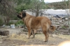Filename=2~5.jpg
Filesize=152KiB
Dimensions=972x648
Date added=%296 %05, %2010 2~5.jpg