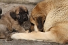Filename=3~7.jpg
Filesize=97KiB
Dimensions=778x519
Date added=%588 %22, %2010 3~7.jpg