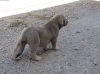 Filename=417.jpg
Filesize=524KiB
Dimensions=1459x1094
Date added=%958 %27, %2009 417.jpg