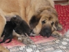 Filename=4~1.jpg
Filesize=160KiB
Dimensions=817x613
Date added=%493 %15, %2009 4~1.jpg