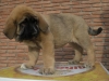 Filename=5.JPG
Filesize=105KiB
Dimensions=768x576
Date added=%447 %28, %2009 5.JPG