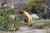 Filename=5~2.jpg
Filesize=154KiB
Dimensions=972x648
Date added=%809 %20, %2009 5~2.jpg