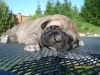 Filename=777654367.JPG
Filesize=68KiB
Dimensions=576x432
Date added=%366 %26, %2010 777654367.JPG