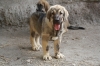 Filename=7~5.jpg
Filesize=238KiB
Dimensions=972x648
Date added=%271 %01, %2011 7~5.jpg