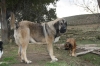 Filename=8~3.jpg
Filesize=137KiB
Dimensions=972x648
Date added=%293 %05, %2010 8~3.jpg