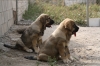 Filename=9~3.jpg
Filesize=265KiB
Dimensions=972x648
Date added=%270 %01, %2011 9~3.jpg