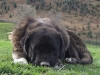 Filename=AMALIA.jpg
Filesize=228KiB
Dimensions=800x600
Date added=%887 %26, %2010 AMALIA.jpg
