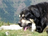 Filename=AZABACHE_2008_018.jpg
Filesize=229KiB
Dimensions=640x480
Date added=%699 %31, %2008 AZABACHE_2008_018.jpg