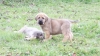 Filename=Aboi_de_Anaise.JPG
Filesize=638KiB
Dimensions=1920x1080
Date added=%698 %11, %2012 Aboi_de_Anaise.JPG