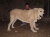Filename=Alma_de_la_mesta.jpg
Filesize=90KiB
Dimensions=964x723
Date added=%947 %06, %2008 Alma_de_la_mesta.jpg