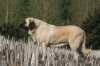 Filename=Ambar_138.JPG
Filesize=318KiB
Dimensions=1024x683
Date added=%896 %13, %2007 Ambar_138.JPG