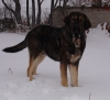 Filename=Aslan_24.JPG
Filesize=665KiB
Dimensions=1412x1292
Date added=%999 %23, %2013 Aslan_24.JPG