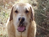 Filename=Azor.JPG
Filesize=150KiB
Dimensions=640x480
Date added=%843 %05, %2011 Azor.JPG