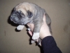 Filename=Azor_de_Anaise(9_dias).JPG
Filesize=154KiB
Dimensions=640x480
Date added=%538 %24, %2010 Azor_de_Anaise(9_dias).JPG