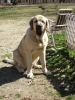 BRANDO,NATALIA,TATYANA_OUTSIDE_TANY_SITTING_PRETTY__3-7-2012.JPG