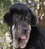 Filename=BUBA_con_14_meses.JPG
Filesize=107KiB
Dimensions=366x400
Date added=%430 %08, %2011 BUBA_con_14_meses.JPG