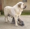 Filename=Babiana_de_babia_y_cachorros_de_Cooper.jpg
Filesize=198KiB
Dimensions=800x785
Date added=%342 %14, %2008 Babiana_de_babia_y_cachorros_de_Cooper.jpg