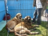 Filename=Banderas_and_Anabel.JPG
Filesize=254KiB
Dimensions=787x591
Date added=%577 %10, %2009 Banderas_and_Anabel.JPG