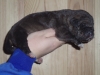 Filename=Borda_de_Anaise.JPG
Filesize=156KiB
Dimensions=640x480
Date added=%689 %01, %2010 Borda_de_Anaise.JPG
