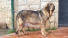 Filename=Boria_(_Madre_de_los_cachorros_).JPG
Filesize=631KiB
Dimensions=1920x1080
Date added=%469 %31, %2012 Boria_(_Madre_de_los_cachorros_).JPG
