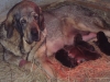 Filename=Boria_con_cachorros.JPG
Filesize=137KiB
Dimensions=640x480
Date added=%626 %03, %2010 Boria_con_cachorros.JPG