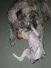 Filename=Brillo_y_Nana.jpg
Filesize=105KiB
Dimensions=692x922
Date added=%548 %18, %2009 Brillo_y_Nana.jpg