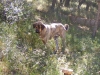 Filename=Bruno_foro.jpg
Filesize=487KiB
Dimensions=1600x1200
Date added=%077 %25, %2008 Bruno_foro.jpg