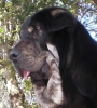 Filename=Buba_14_meses.JPG
Filesize=104KiB
Dimensions=361x400
Date added=%430 %08, %2011 Buba_14_meses.JPG