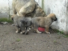 Filename=C.jpg
Filesize=128KiB
Dimensions=768x576
Date added=%281 %12, %2009 C.jpg