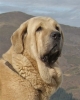 Filename=CABEZAS_ESPECIAL_MASTIN_028.JPG
Filesize=41KiB
Dimensions=386x480
Date added=%802 %24, %2011 CABEZAS_ESPECIAL_MASTIN_028.JPG