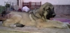 Filename=CACHORRA_DE_ALZAVARÁN.jpg
Filesize=50KiB
Dimensions=900x437
Date added=%851 %04, %2010 CACHORRA_DE_ALZAVARÁN.jpg