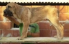 Filename=CACHORRO_ALZAVARÁN1.jpg
Filesize=47KiB
Dimensions=900x576
Date added=%852 %04, %2010 CACHORRO_ALZAVARÁN1.jpg