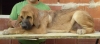 Filename=CACHORRO_ALZAVARÁN2.jpg
Filesize=49KiB
Dimensions=900x401
Date added=%853 %04, %2010 CACHORRO_ALZAVARÁN2.jpg