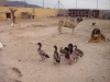 Filename=CAM02292.jpg
Filesize=1496KiB
Dimensions=2560x1920
Date added=%816 %29, %2015 CAM02292.jpg