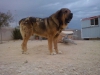 Filename=CAM02685.jpg
Filesize=1242KiB
Dimensions=2560x1920
Date added=%472 %28, %2015 CAM02685.jpg
