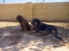 Filename=CAM02845.jpg
Filesize=1245KiB
Dimensions=2560x1920
Date added=%489 %28, %2015 CAM02845.jpg